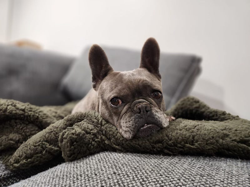 Bedtime Blanket - Khaki-Kubashii