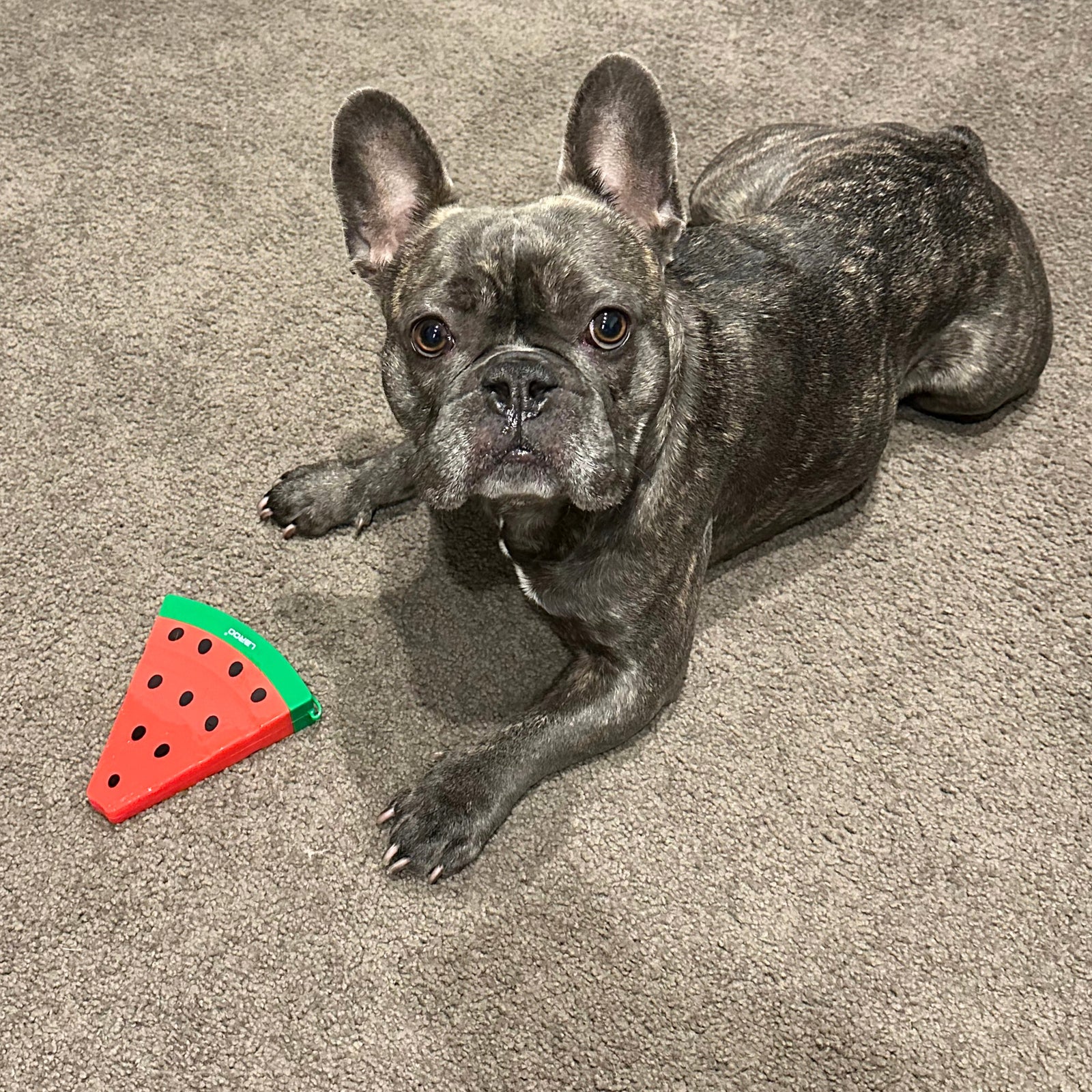 Summer Fruit Cooling Toy - Watermelon-Kubashii