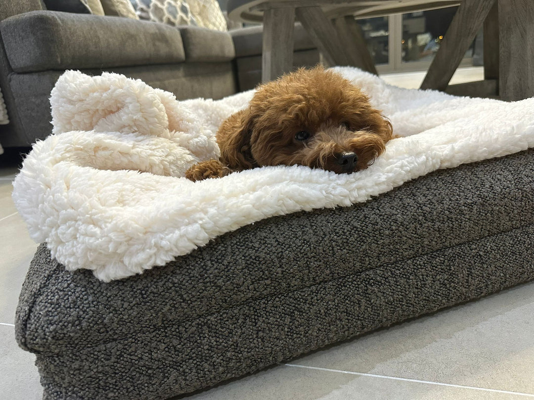 Dog Sleeping How To Stop Dog From Eating Bed Dog Sleeping