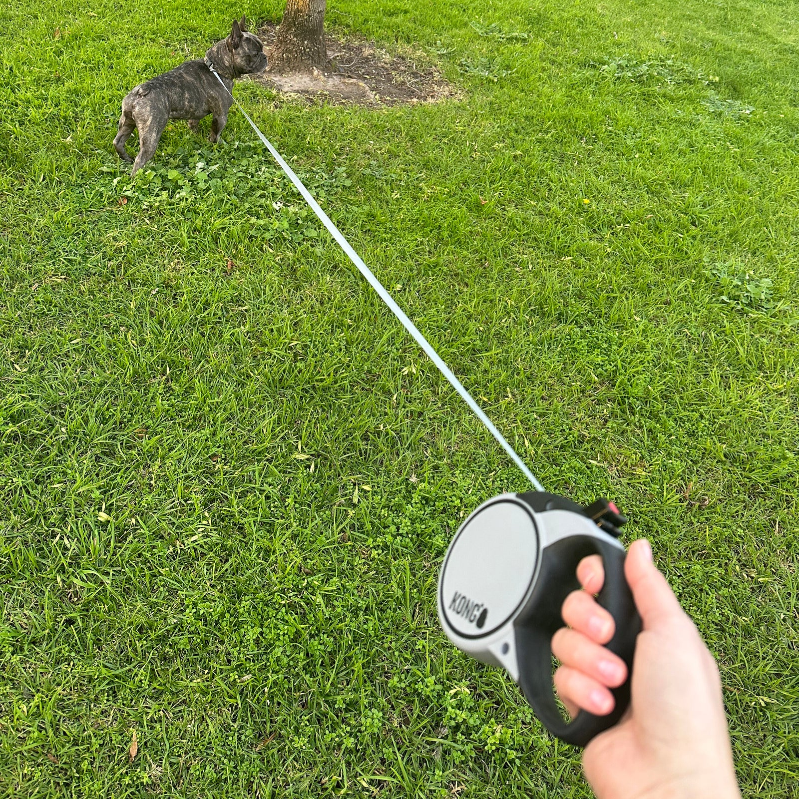 Kong Retractable Dog Lead - Terrain-Kubashii