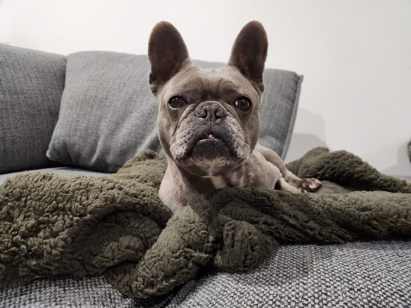 Bedtime Blanket - Brown-Kubashii